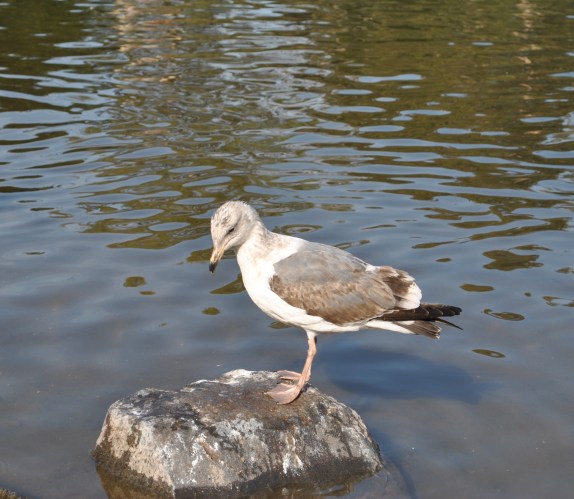 segal at lake park in San Francisco