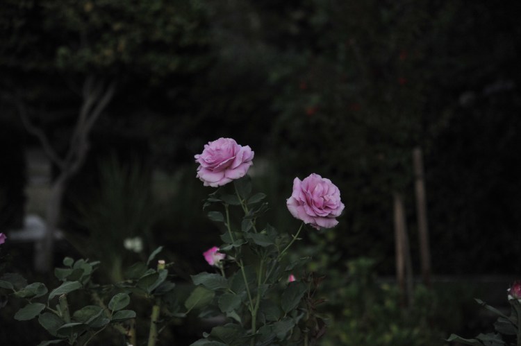 purple roses at McKinley Park