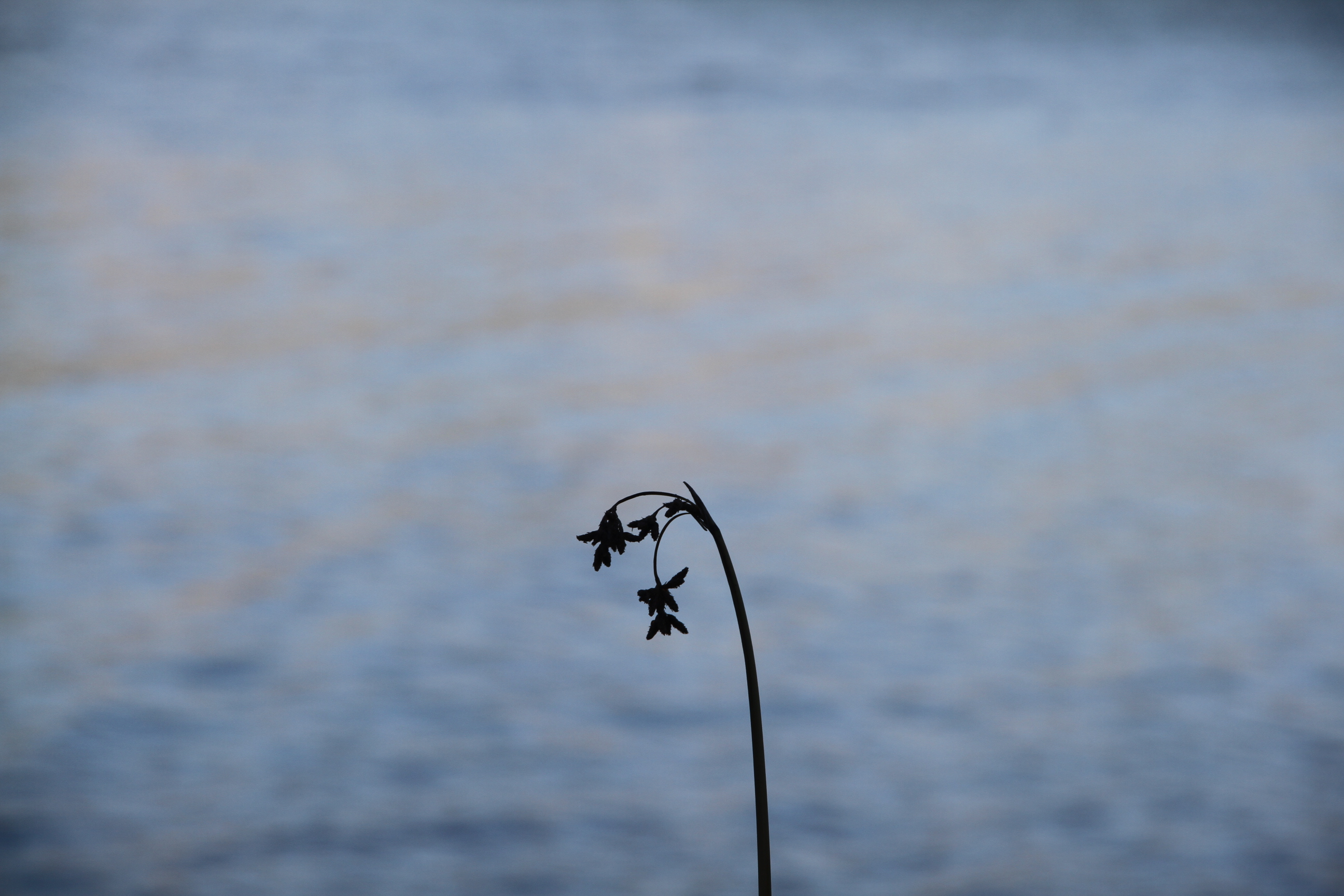 flowers by water vallejo