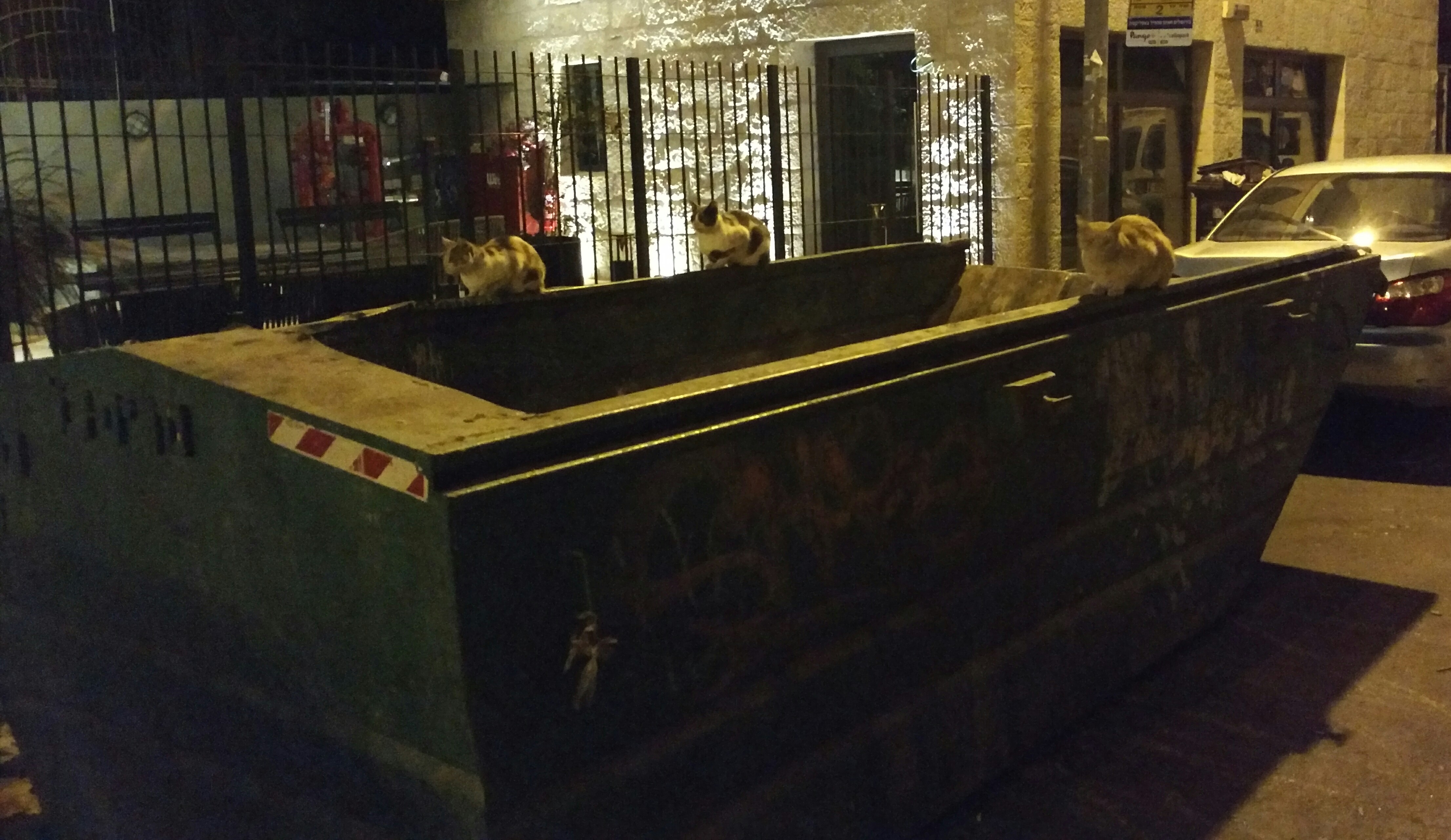jerusalem cats in garbage