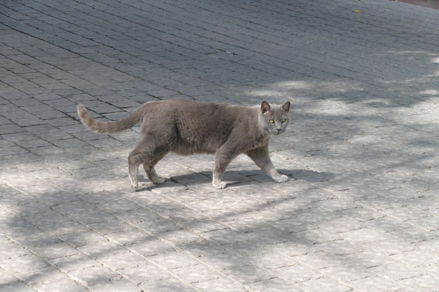grey cat with green eyes in tel aviv