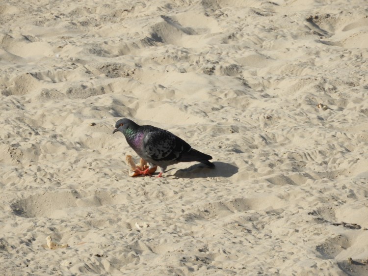 pigeon on tel aviv beach