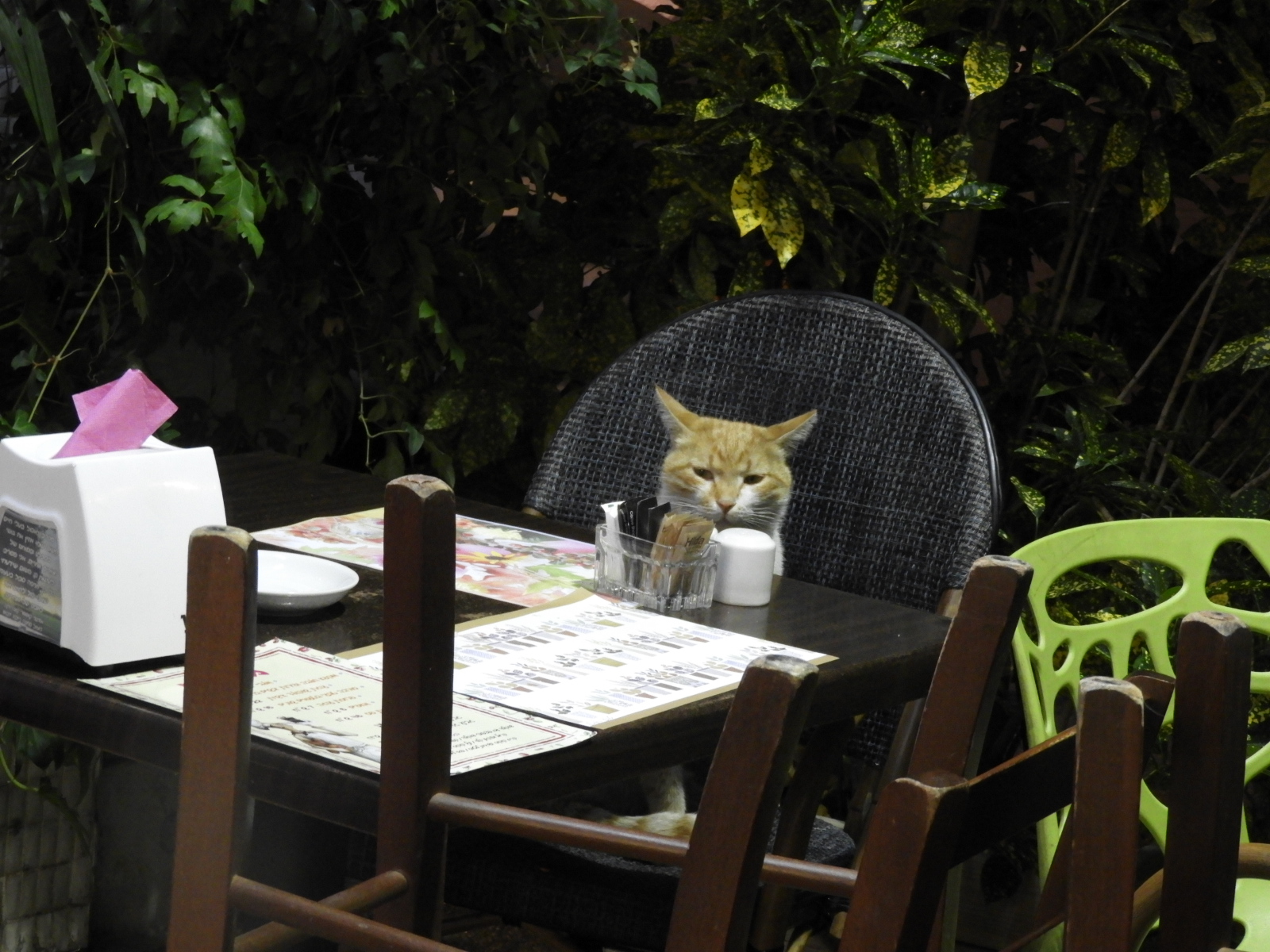 cat sitting on chair